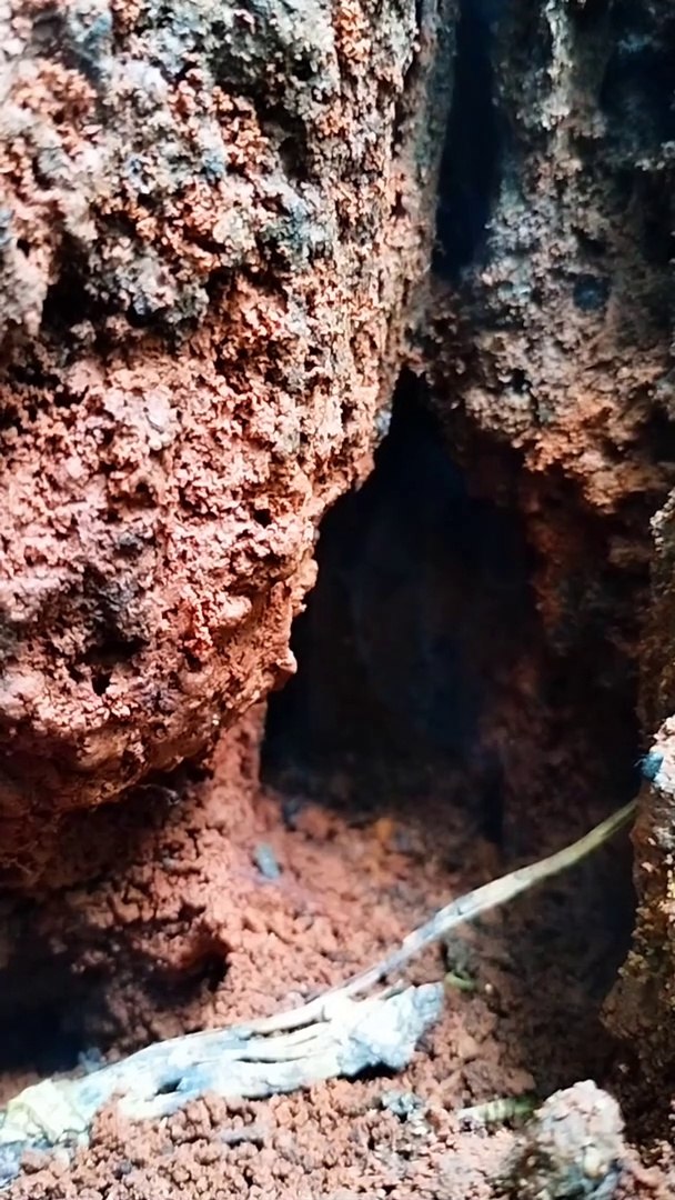 ⁣find hollow and hollow wood