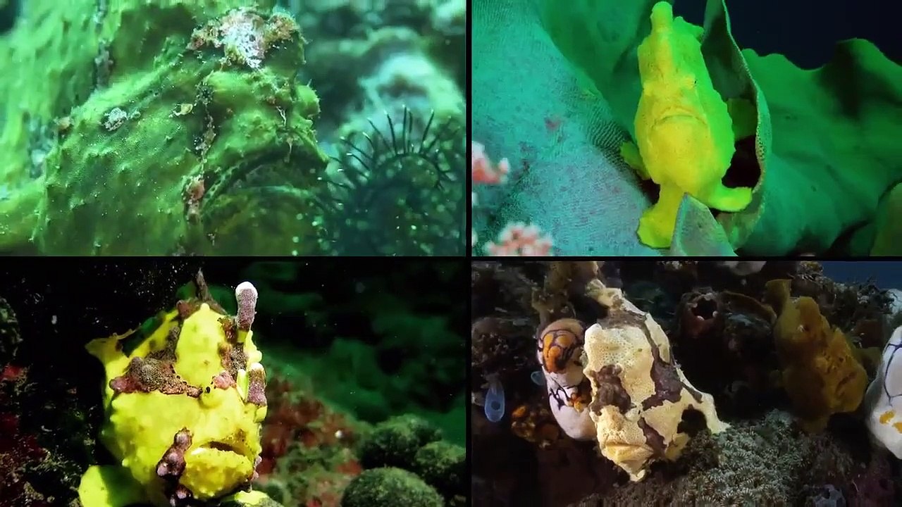 Absurd Planet - Se1 - Ep11 HD Watch