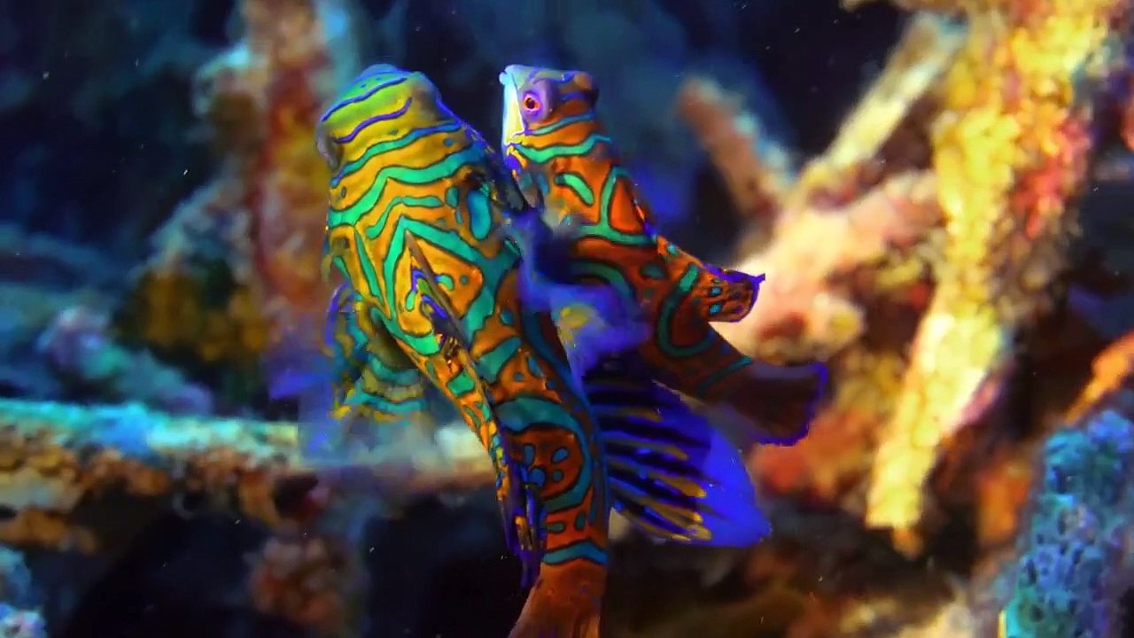 Absurd Planet - Se1 - Ep12 HD Watch