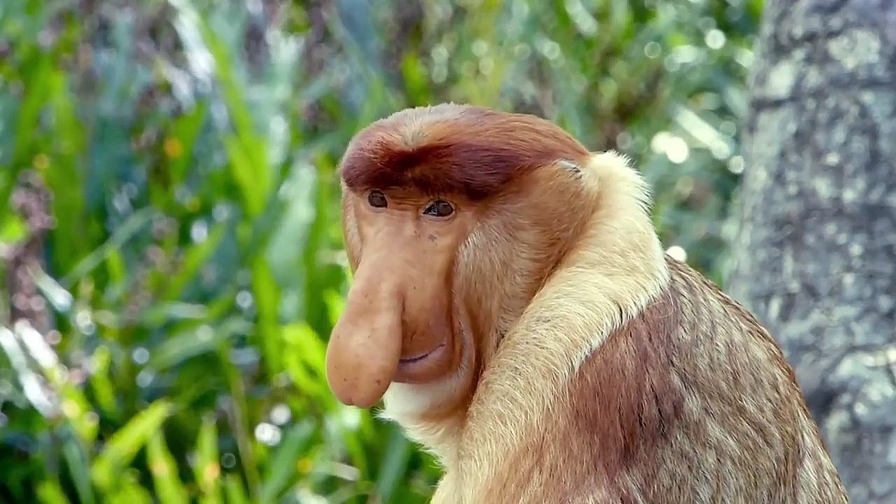 Absurd Planet - Se1 - Ep10 HD Watch