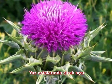 Karaciğer Hastalıkları için deve dikeni çayı hazırlama