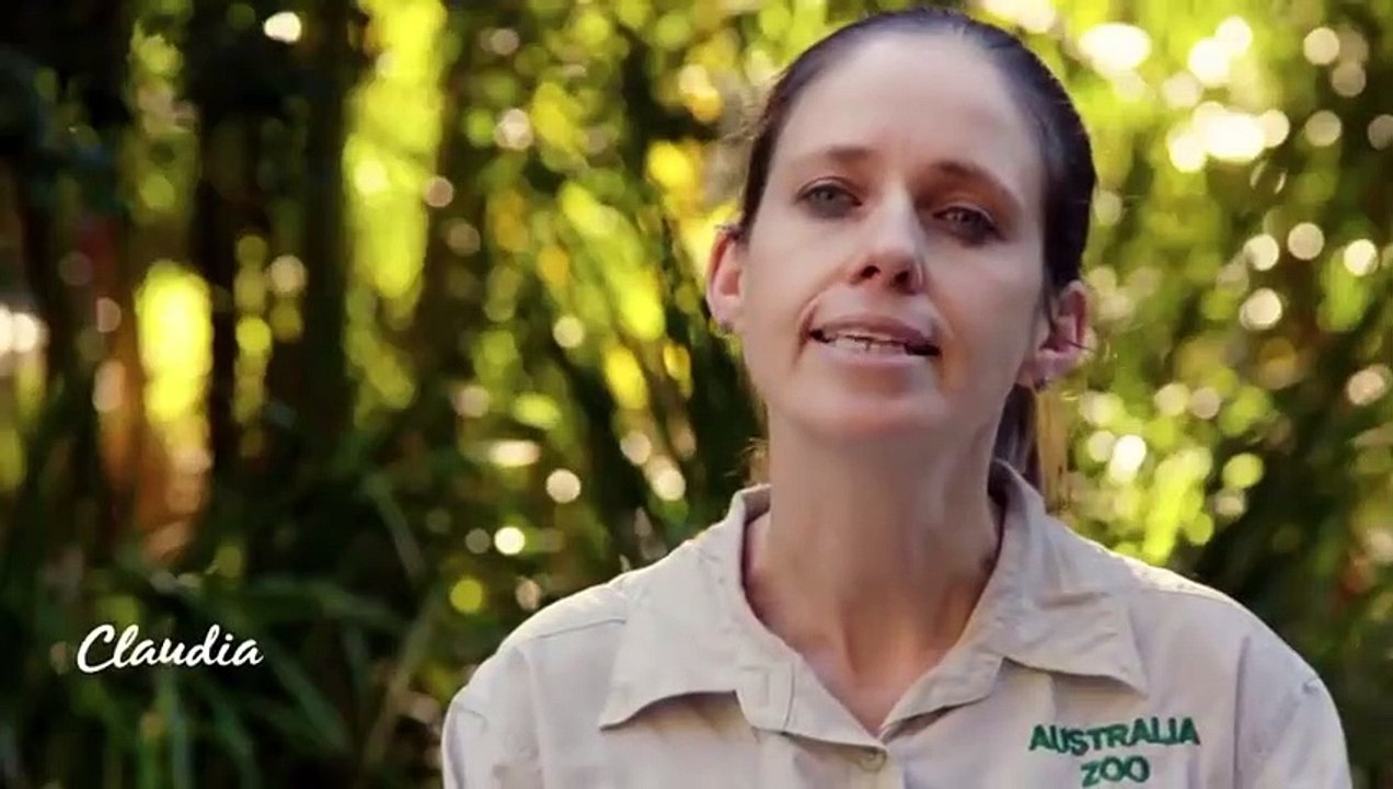 Crikey! It's the Irwins - Se2 - Ep02 HD Watch