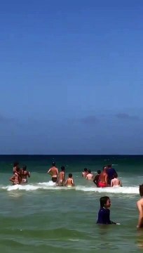 Golfinhos fazem show a banhistas em praia de Florianópolis