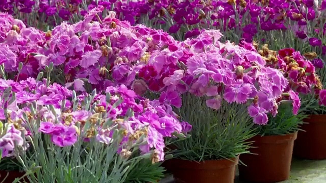 Great British Railway Journeys - Se11 - Ep09 - Paignton to Tiverton HD Watch