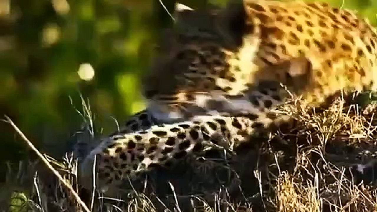 Big Cat Diary - Se4 - Ep14 HD Watch