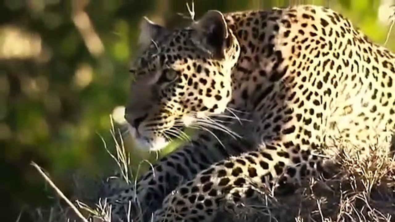 Big Cat Diary - Se4 - Ep12 HD Watch