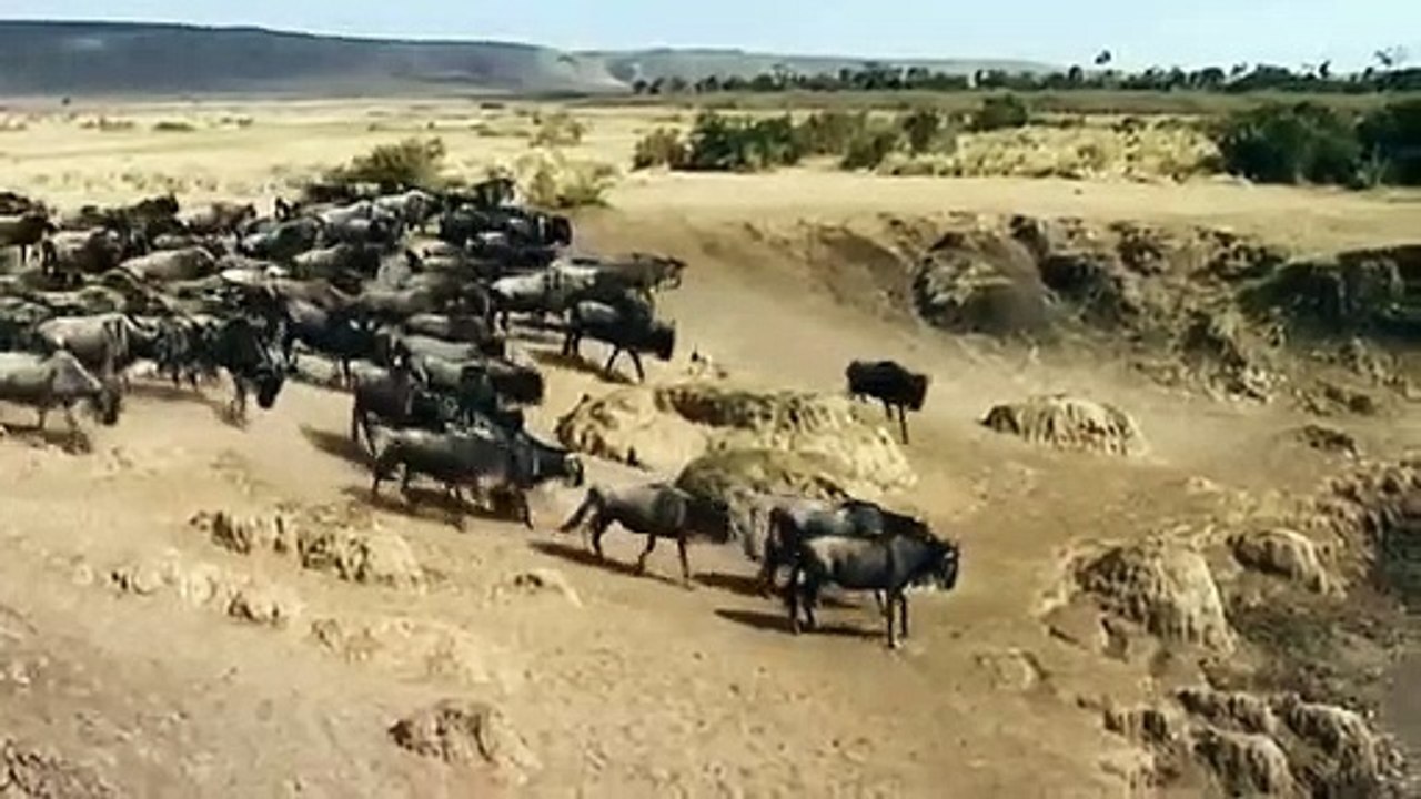 Big Cat Diary - Se4 - Ep13 HD Watch