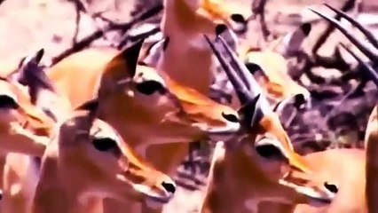 Big Cat Diary - Se4 - Ep15 HD Watch