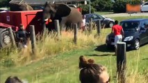 Angry Animals Attack The Car - Moment Animals Attack Car - Elephant, Lion, Rhino, Hippo Attack Car