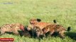 Big Battles Of Wild Animals - Hyena Wild Dogs Lion Buffalo Leopard Warthog - Wild Animal Attacks (2)