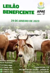 leilão da APAE de Jales