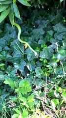 Snake Snacks on Spider