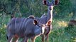 Wild Animals Fighting - Kudu vs Wild Dogs vs Lions vs Leopard Big Battle - Wild Animals 2021