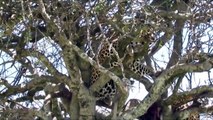 WATCH NOW ! Leopard vs Cheetah, Hero Monkey Rescue Antelope From Cheetah hunting - Wild Animals 2021 (2)