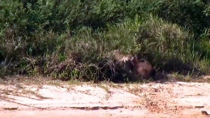 WATCH NOW! Lion, Crocodile, Hyena, Leopard Attack!! Who will win the food