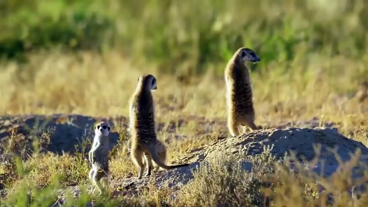 This is Why Clan of Hyenas Just Afraid Male Lion - Huge Mistake Of Hyenas When Provoke Lions (2)