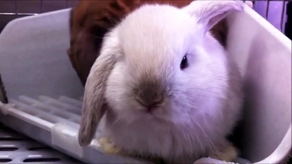Baby Bunny Rabbits Binky - CUTEST Compilation