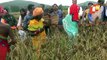 Health benefits of Millets pushes farmers to cultivate more in Koraput