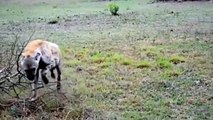 Scaredy Cheetahs 5 Cheetahs Chase and Kill a Wildebeest - Animals Attack And Fight