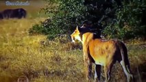 LION VS Strong Buffalo- What Is The Fate Of A Lion Attacked By A Buffalo Horn - Wild Animals Attack