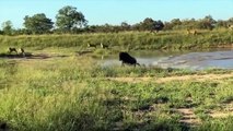 WATCH NOW! Wildebeest hunting is not easy - The clumsy Lions were flung by Wildebeest into the river (2)