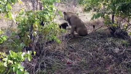 The Lions Scramble Hippo Just Born   Hippo After Giving Birth Can't Protect Calf From The Lions