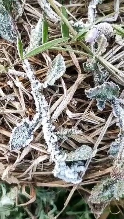 कोहरा, शीतलहर और गलन फसलों पर जम रही बर्फ की चादर