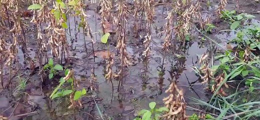 नहीं मिल रहा खरीफ का पूरा फसली बीमा, किसानों ने ज्ञापन सौंपा