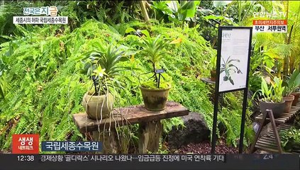 생태학적 가치 높은 다윈난 꽃 활짝 핀 국립세종수목원