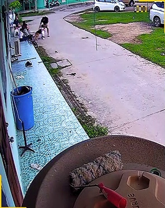 This German shepherd valiantly saved the owner’s toddler from bull.