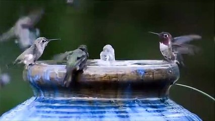 ULTIMATE Hummingbird Compilation  BE AMAZED