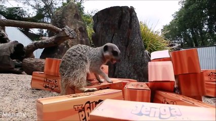 Meerkat Pups Playing - CUTEST Compilation