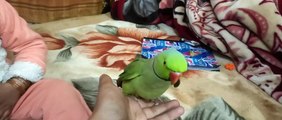 Parrot Talking  Parrot Eating Food with baby's playing ▶️