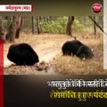 नर्मदापुरम (मप्र): भालू के परिवार ने मचाया धमाल