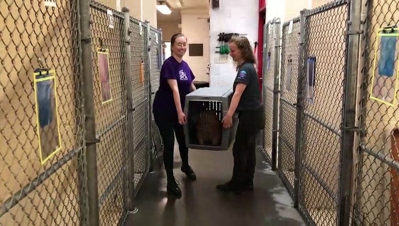 Obese Cat
