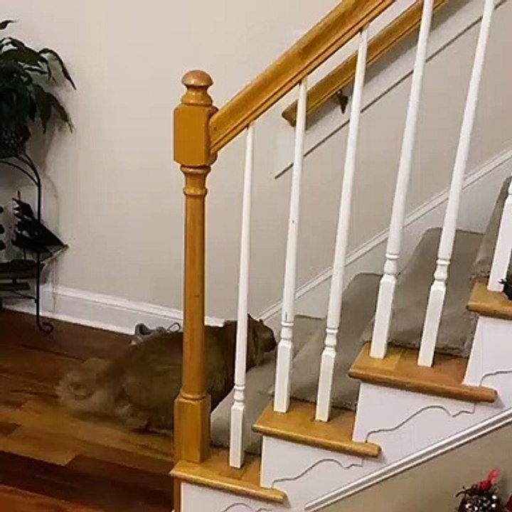 Obese Cat -Part 2