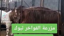 ماعز البورقوت في السعودية