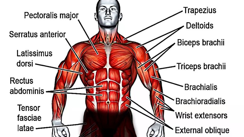 Fast Morning Exercises for Full Body
