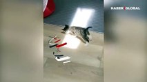 Güneş ışığıyla ilk defa tanışan kedi