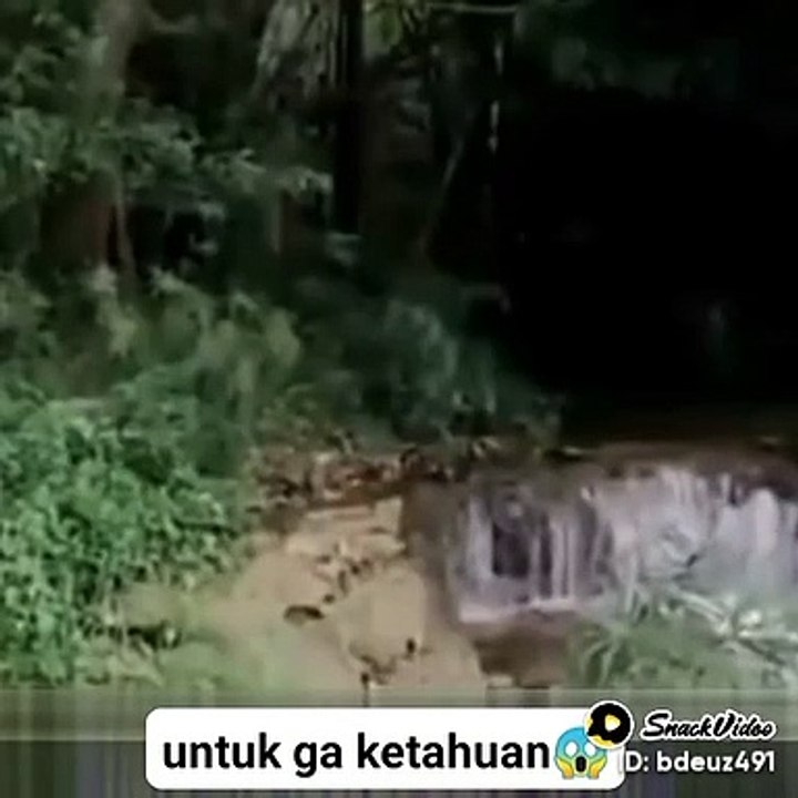 Candu lagunya