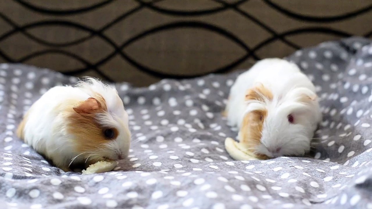 guinea pig