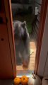 Black Bear Knocks On The Door