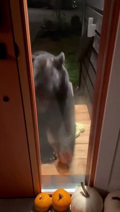 Black Bear Knocks On The Door