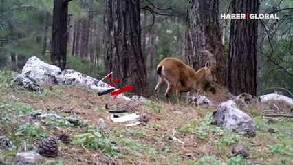 T.C. Tarım ve Orman Bakanlığı'ndan esprili paylaşım: 'Az ötede oynan guzum'