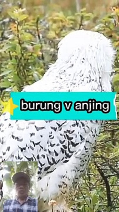 Burung hantu dan anjing