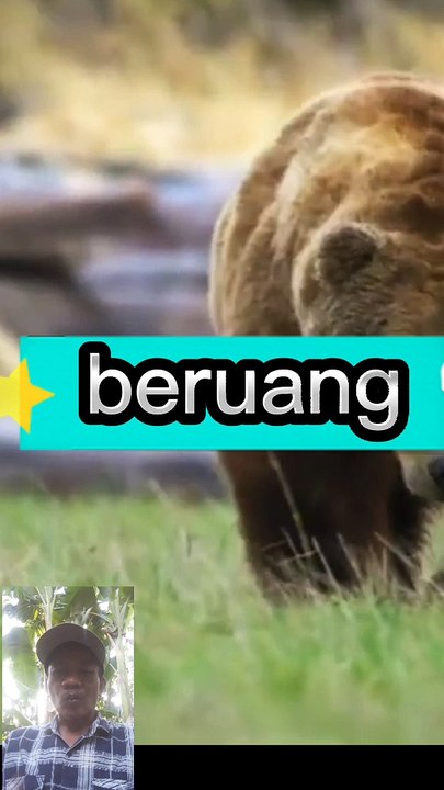 Beruang