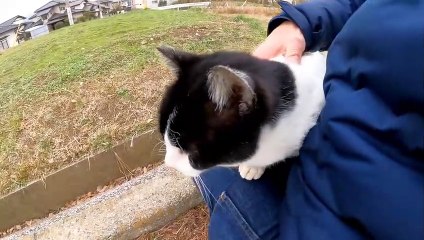 When I tried to pet a rusty cat I saw in the park, a cat that looked like a cow cut in.