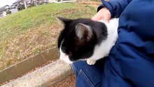When I tried to pet a rusty cat I saw in the park, a cat that looked like a cow cut in.