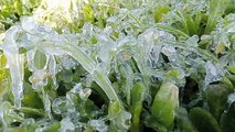 Weather Update: जयपुर में बर्फ की खेती, माइनस 2.5 डिग्री तापमान में छूटी धूजणी