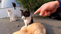 There was a cat in front of the car, so when I approached and petted it, cats came out one after another from under the car and were surrounded.